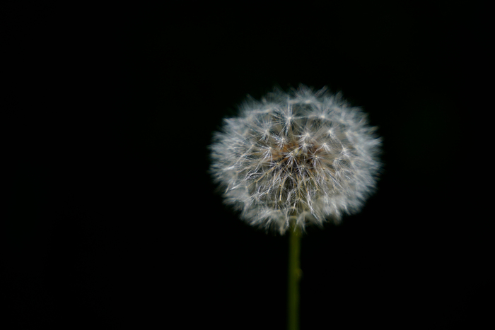 Надежда Бехер, «Дуй!»