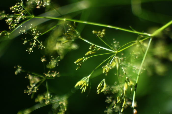 Анна Блэк, «Ажур»