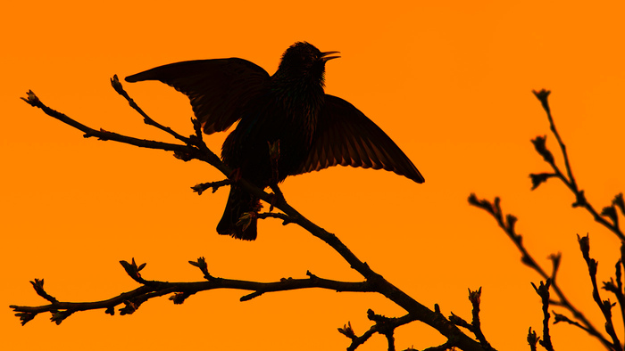 Ритам (Дмитрий) Мельгунов, «Вестник Весны »