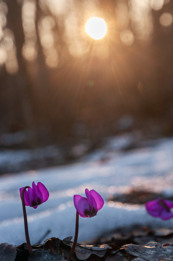 Олег Константинов, «Весна»