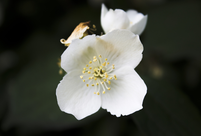 Дарья Беляева, «Пробуждение»