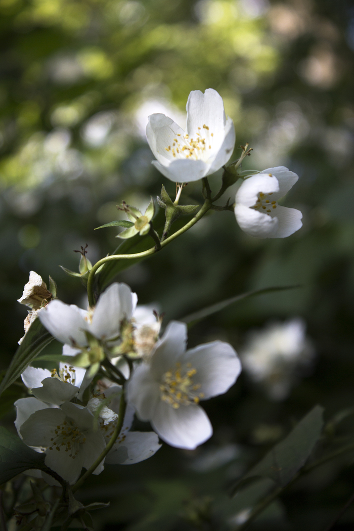 Дарья Беляева, «Цветущий сад»