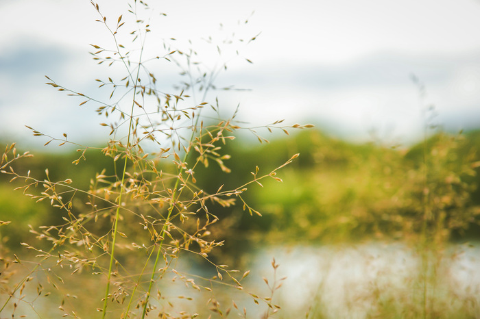 Ольга Таланцева, «Дети солнца»