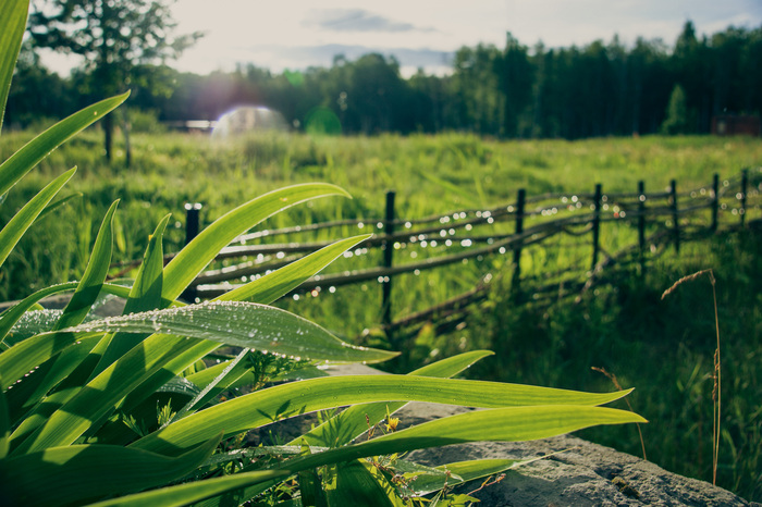 Ольга Таланцева, «Летний дождь»