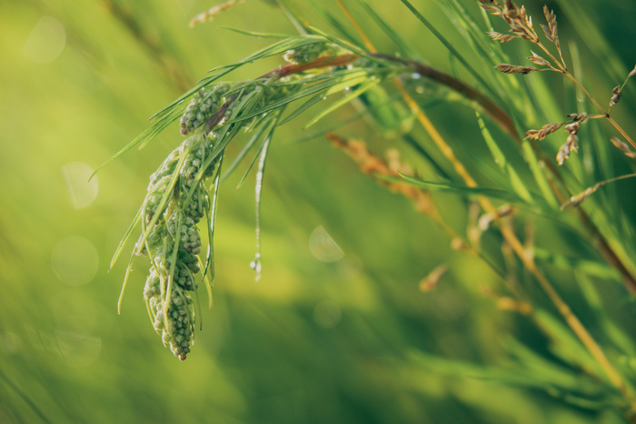 Ольга Таланцева, «Под дождем»