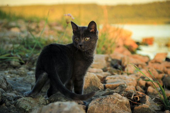 Местный дикий зверь