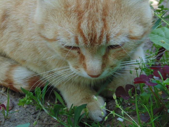 vfifvfif13, «Летнее утро»