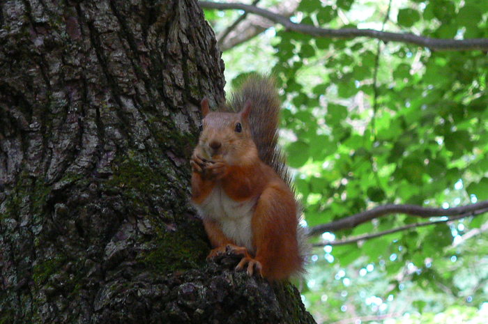 Debre, «"Лесной щелкунчик"»