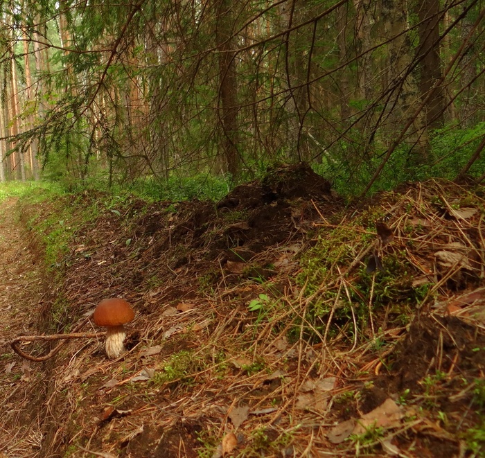 Марина Дмитриевых, «лесовик»