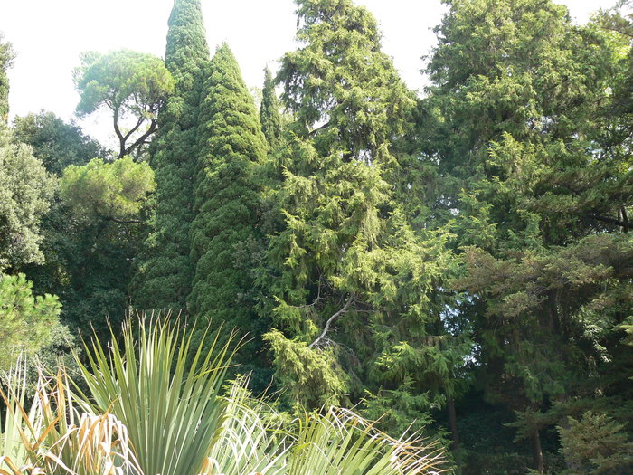 Debre, «Ботанический сад Крым»