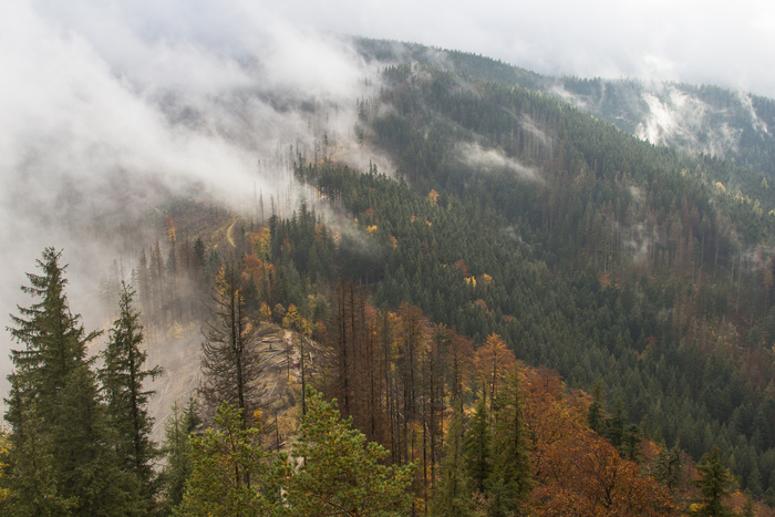 Marina Keiras, «Парящий лес»