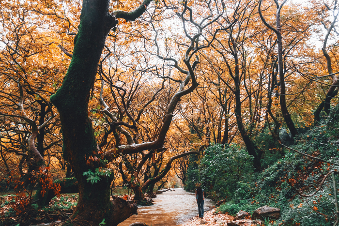 Константин  Грибов, «Hands of Autumn»