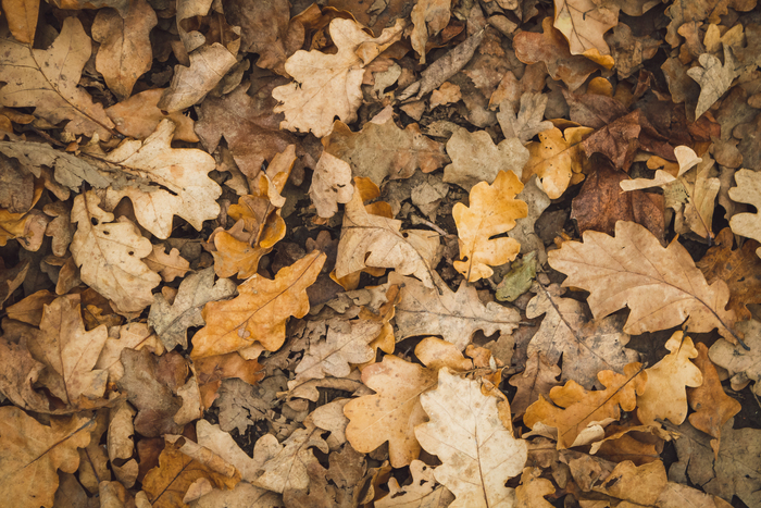 Мари Ли, «Золото»