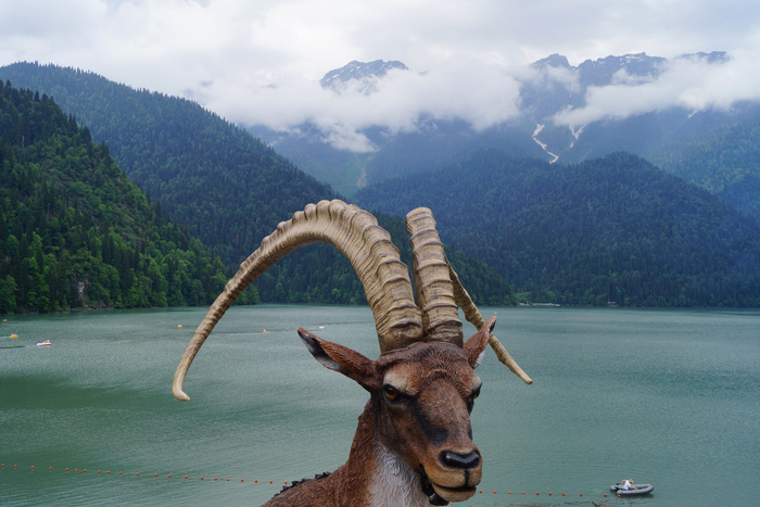 guzrkb, «Рица»