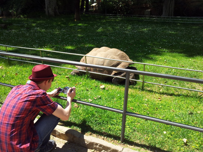 Сергей Петрушков, «Гагантская черепаха»