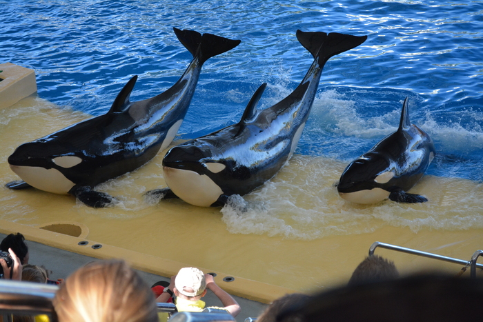 Сергей Петрушков, «Семья на работе»