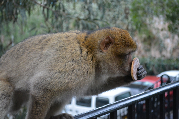 Сергей Петрушков, «Моготы на охоте»