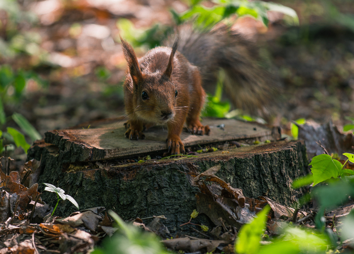 Сергей Петрушков, «Хищник»