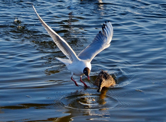 Андрей Медников, «Объяснение в любви »