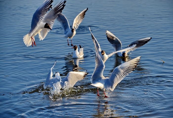 Андрей Медников, «Танцы на воде »