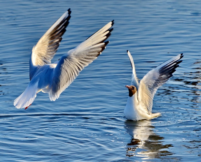 Андрей Медников, «Верность »