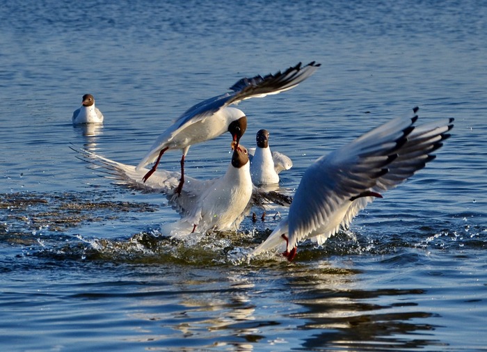 Андрей Медников, «То ли кормёшка, то ли делёжка »