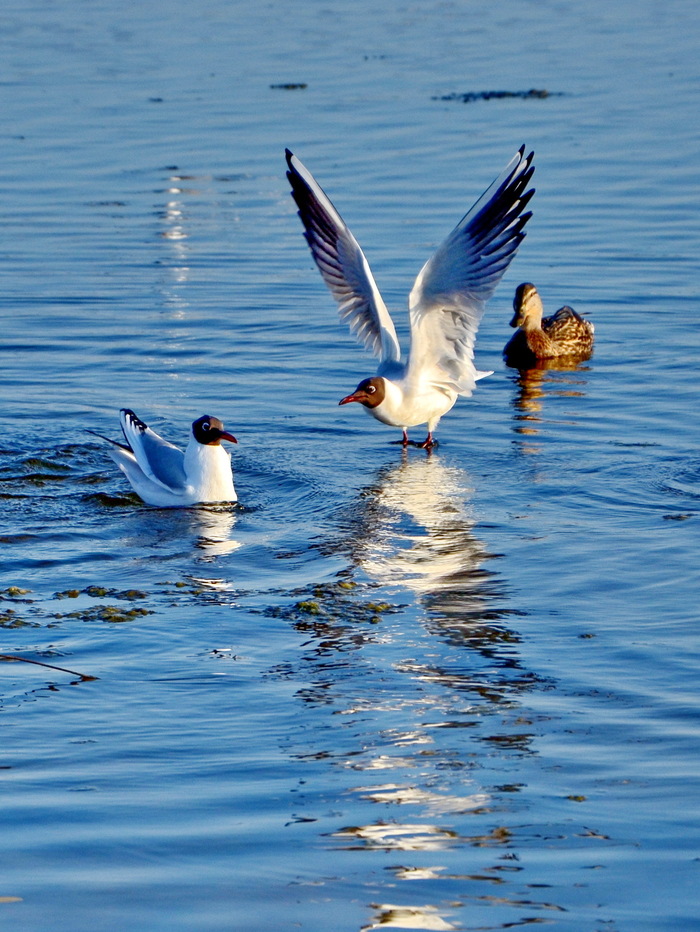 Андрей Медников, «Сударыня, разрешите представиться, граф Венский !»