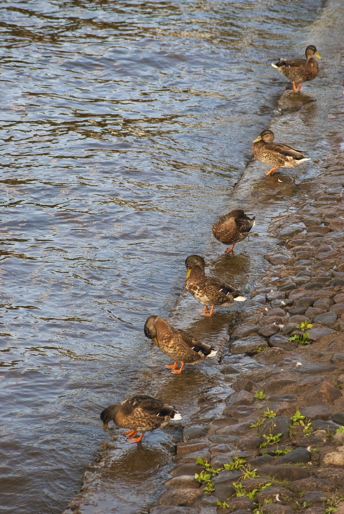 Максим Михайлов, «Строем»