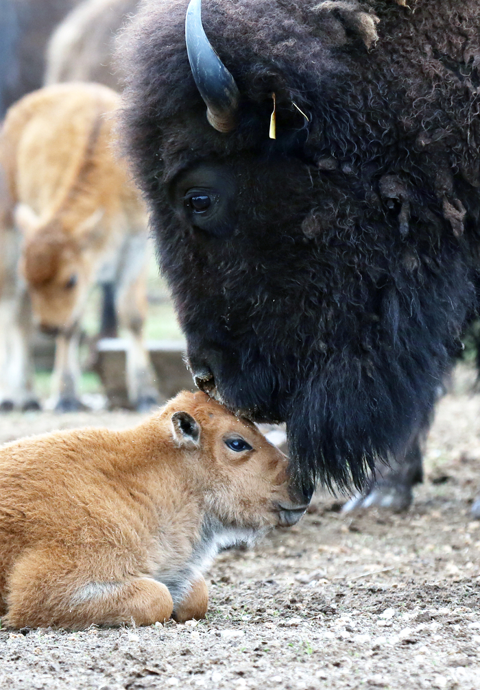 Анастасия Ерофеева, «Мать и дитя »