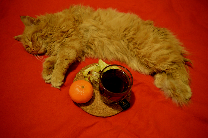 Татьяна, «Кот-это уют.»