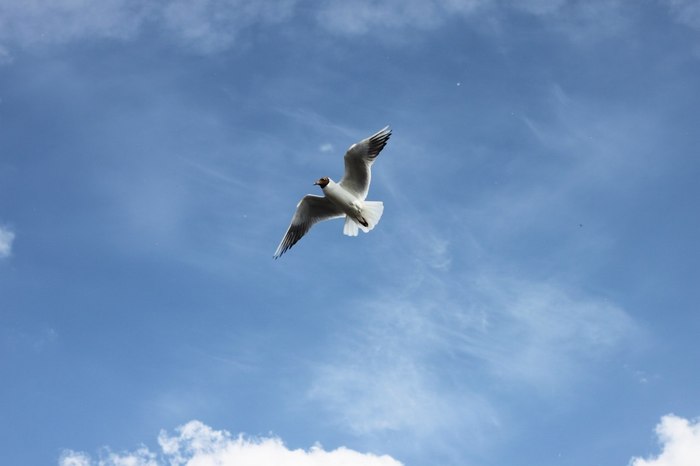 Вероника Матвеичева, «Холмогоры»