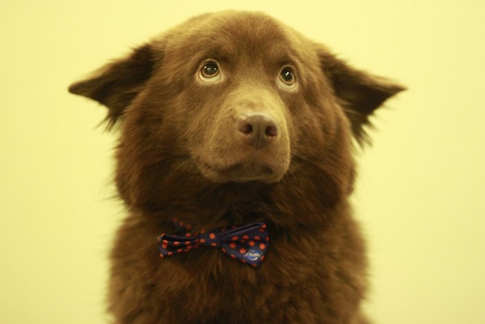 Вероника Матвеичева, «Именинник»