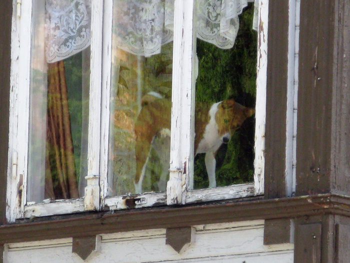 Елена Б., «Взгляд из-за стекла»