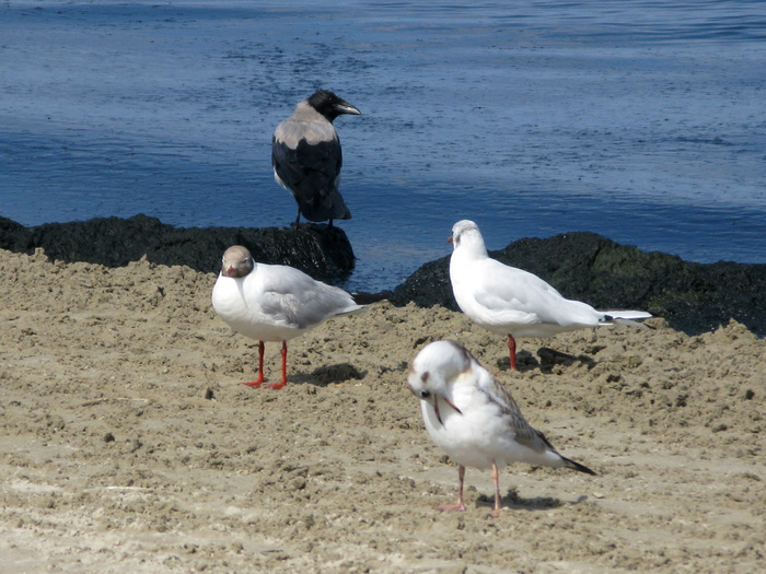 Елена Б., «Невозмутимая!»