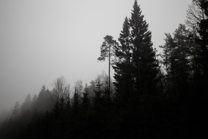 morrae, «Туман»