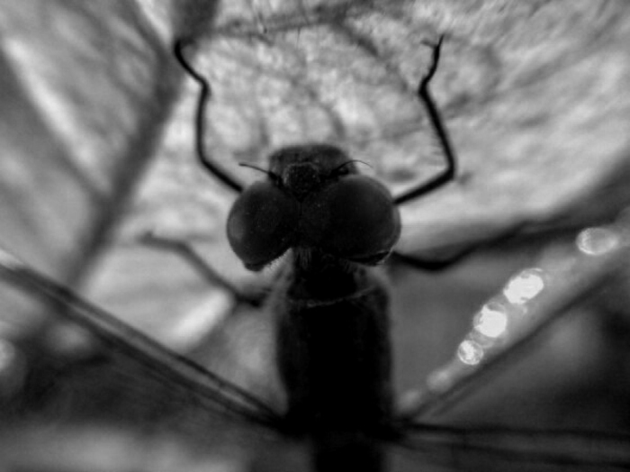 Irina Koval, «Частичка мира.»