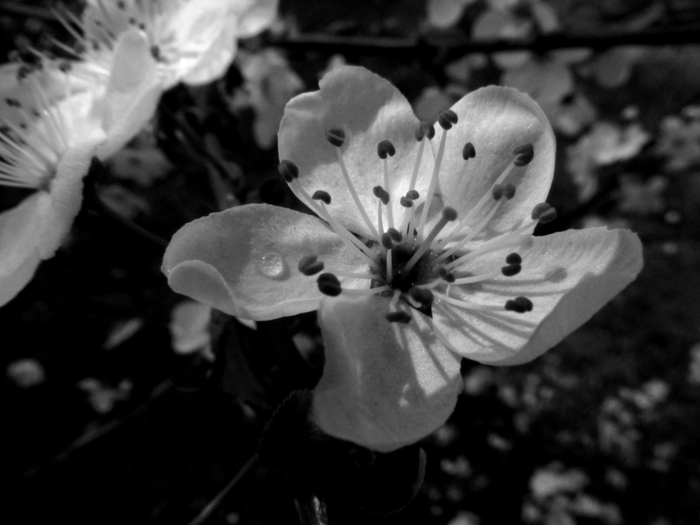 Irina Koval, «Красота в мелочах...»