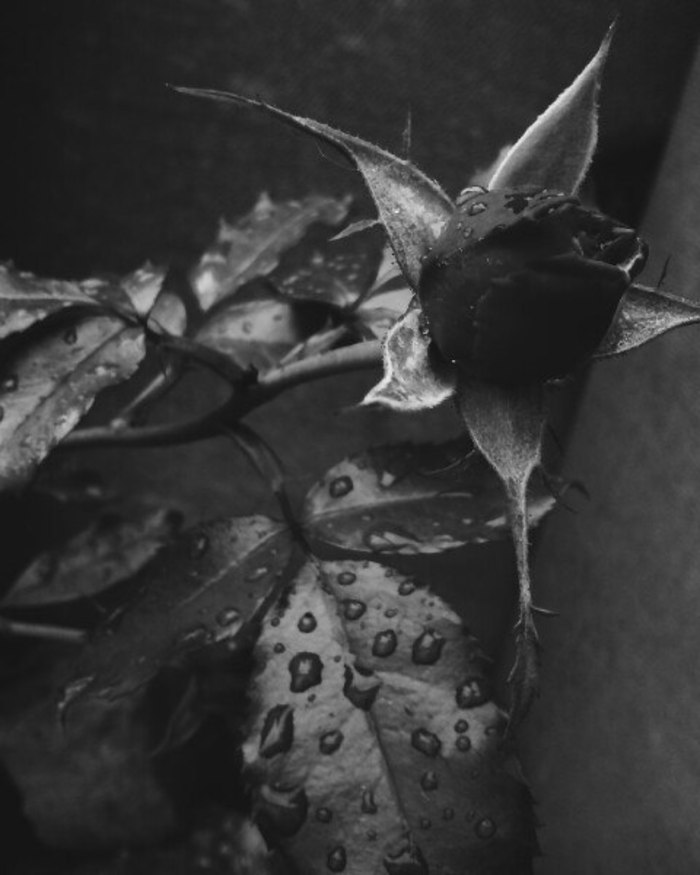 Irina Koval, «В один из дождливых дней...»