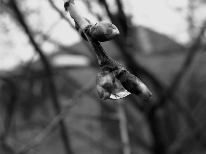 Irina Koval, «Весенние моменты.»