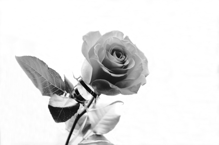 Алекс Тищенко, «Роза»