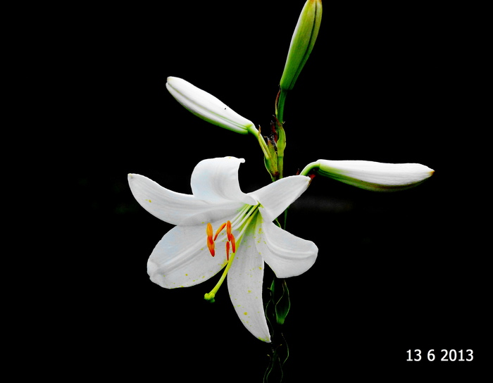 Алекс Тищенко, «Лилия»