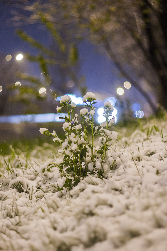 Антонина Морозова, «11 мая 2017»