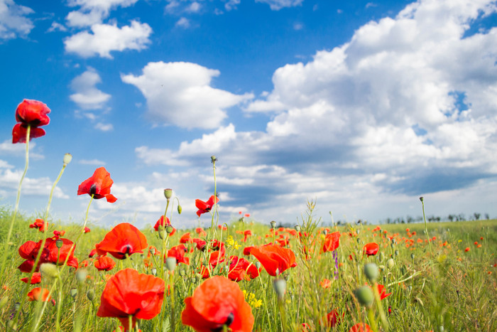 Татьяна Журавлёва, «вечный май»