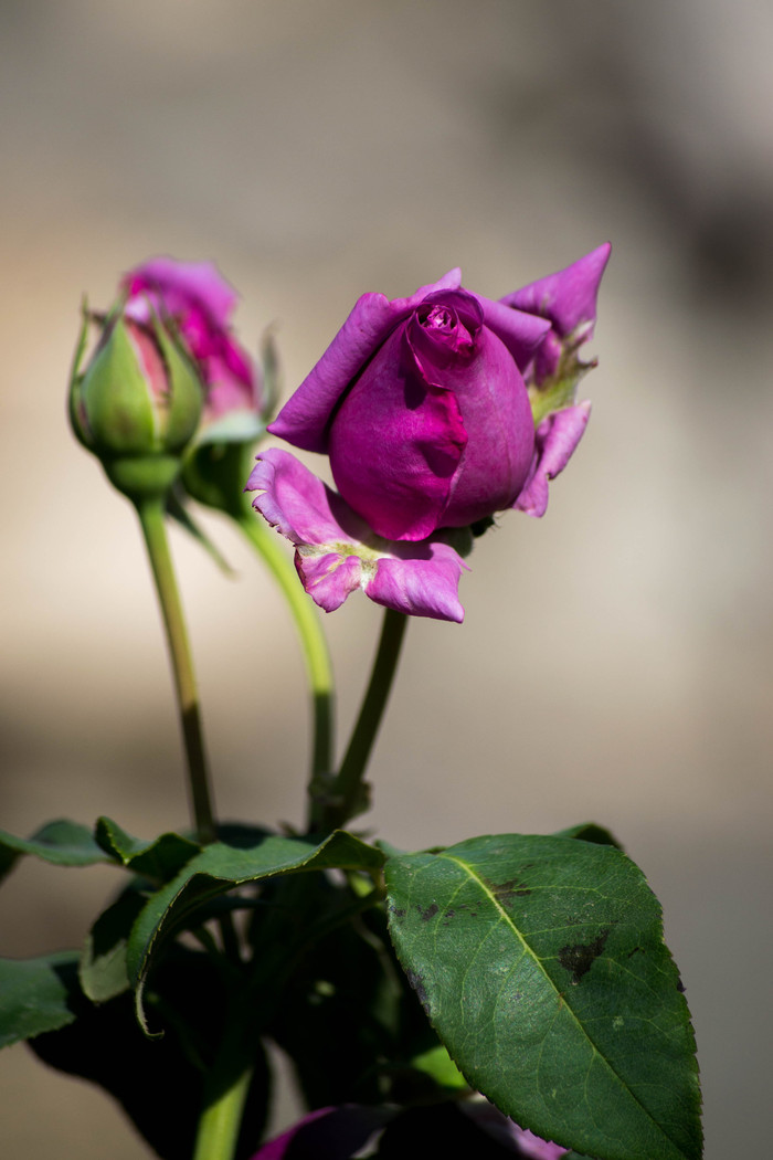 Татьяна Журавлёва, «королева сада»