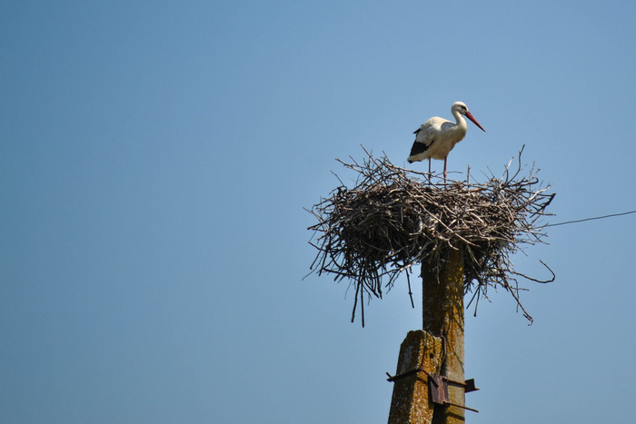 Татьяна Журавлёва, «Аист»