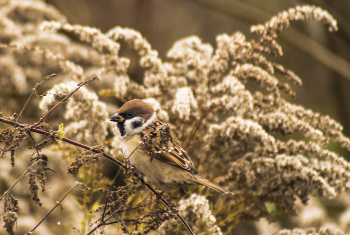 Мастер маскировки