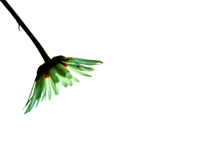 Арина Межова, «Сквозь лепестки»