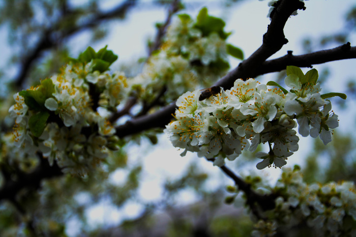 Арина Межова, «Вишня в соку»