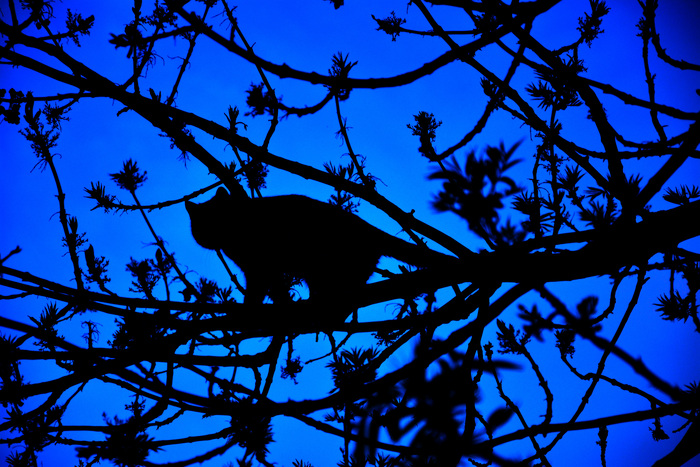 Арина Межова, «Синий силуэт»