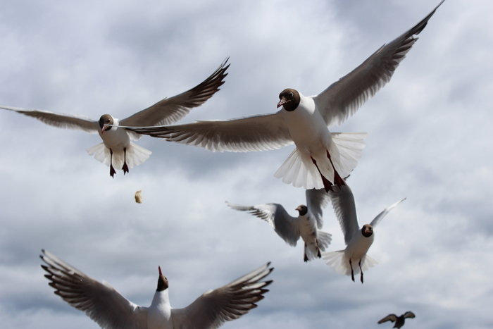 Вячеслав Онищенко, «Лето на финском заливе»